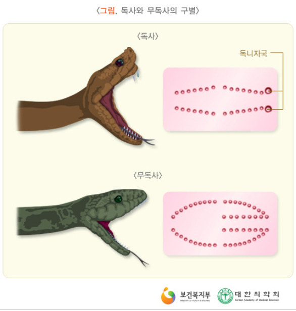 독사와 무독사의 구별법 그림입니다. 이빨 자국을 보여주고 있습니다.