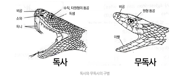 독사와 무독사의 차이를 보여주는 그림입니다. 우리나라 독사는 살모사, 쇠살모사, 까치살모사, 유혈목이 이렇게 4종류입니다.