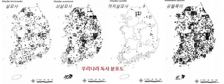 우리나라 독사 4종류의 분포도입니다. 까치살모사는 강원도, 경상북도 등 백두대간 지역에 분포돼 있습니다.