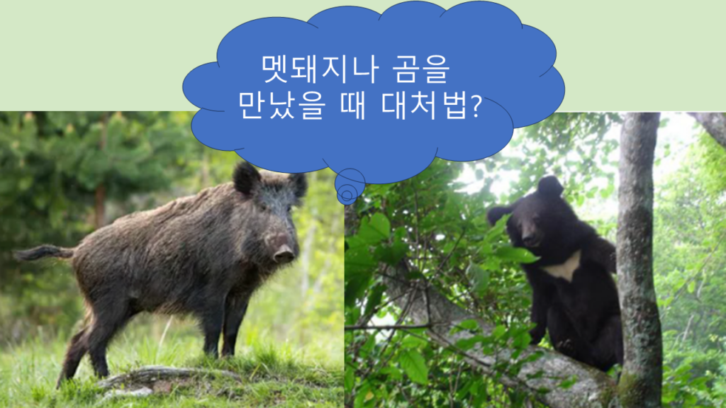 곰과 멧돼지 사진